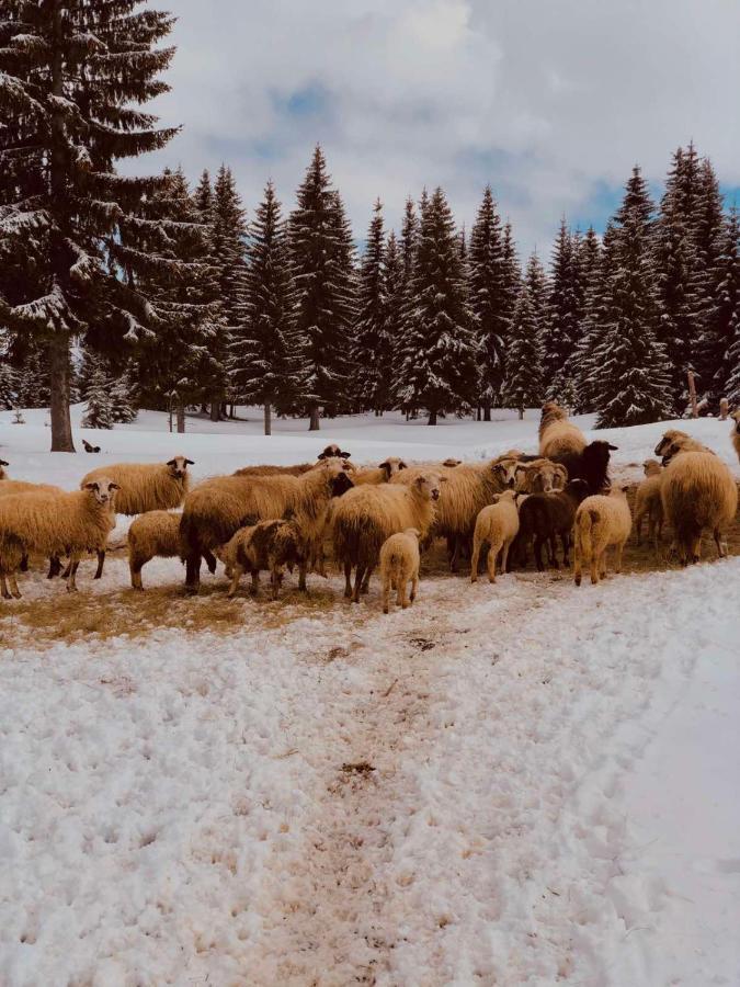 Cottage Uskoci Zabljak  Bagian luar foto